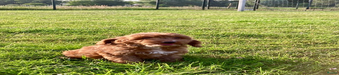 Cockapoo Puppy 1