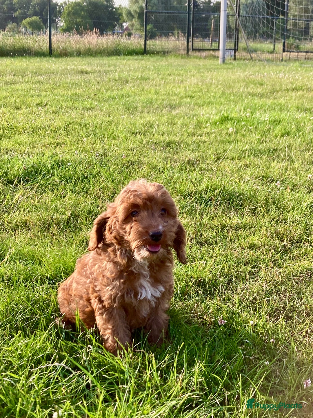 Cockapoo honden te koop: Hele lieve Cockapoo pups - Afbeelding 2