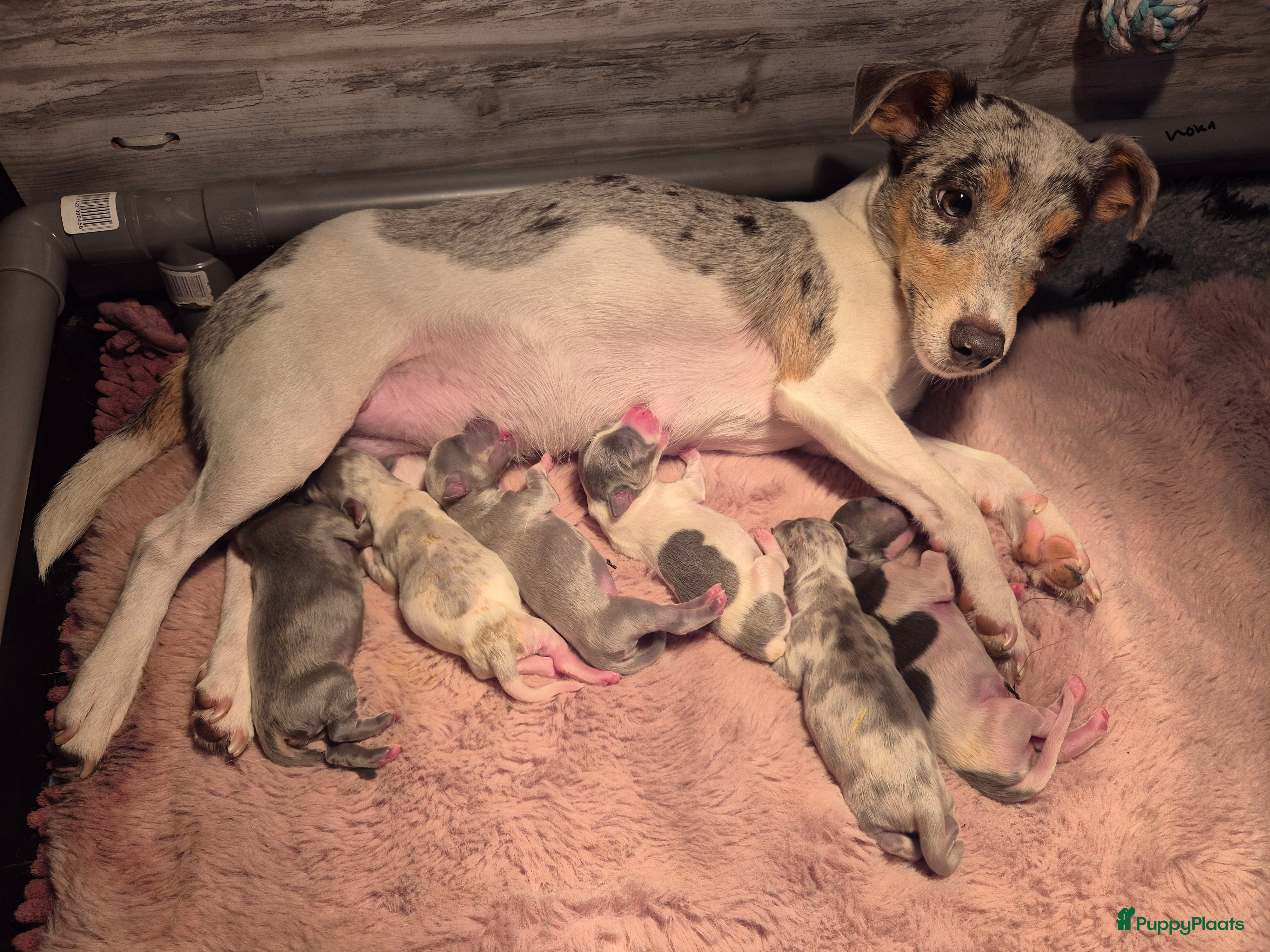 Jack Russel Terriër honden Super mooie jackrussel pups mogen met kerst mee  - Advertentie 1