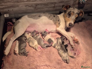 Jack Russel Terriër honden Super mooie jackrussel pups mogen met kerst mee - Advertentie 14