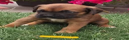 Kruising honden te koop: Unieke leuke kruising Labrador Boxer x Boxer pups. - Advertentie 4