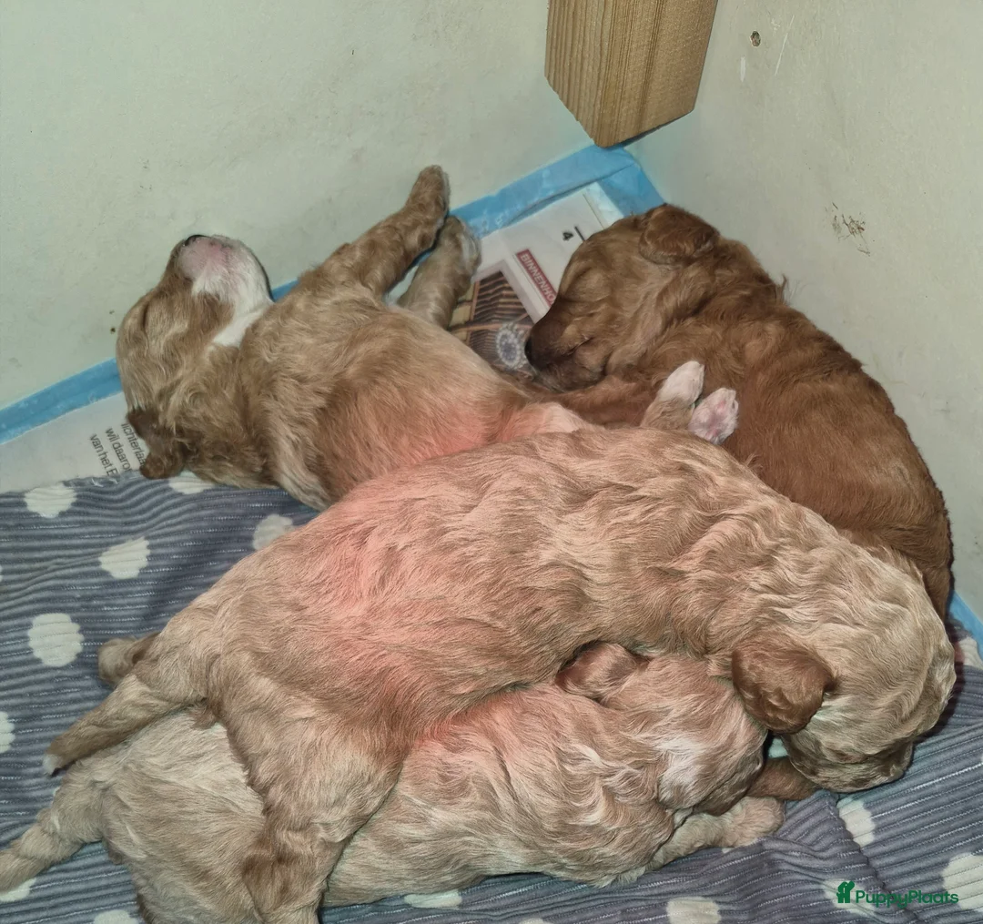 Maltipoo honden te koop: Lieve maltipoo reu - Advertentie 6