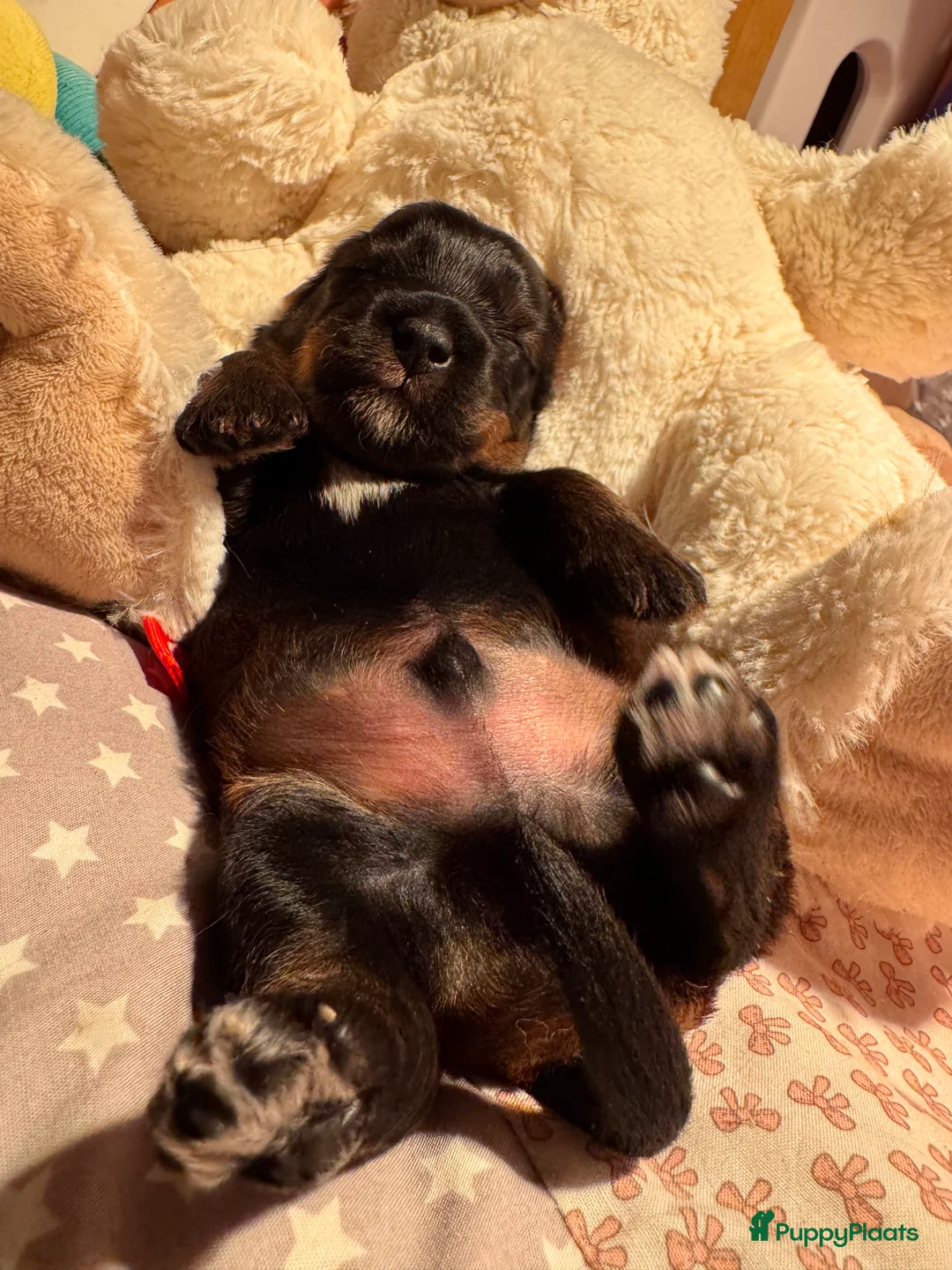 Yorkshire Terriër honden te koop: Yorkshire puppy's kruising te koop - Advertentie 7