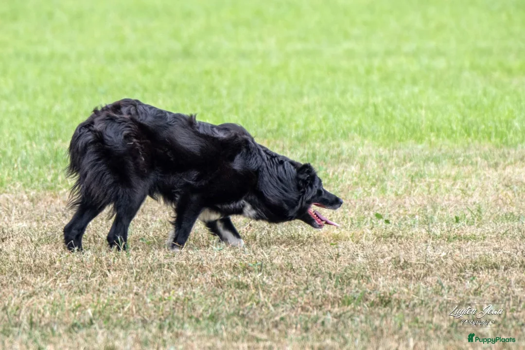 Border Collie honden te koop: Border collie pups met isds stamboom - Advertentie 7