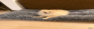 Pomeriaan Puppy 1