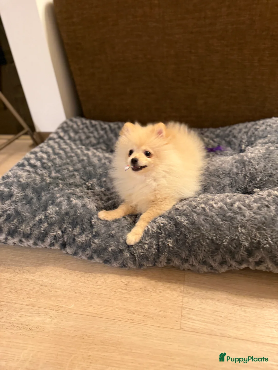 Pomeriaan honden te koop: drie pluizige baby's - Advertentie 21