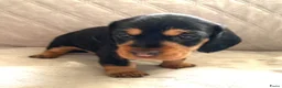 Ruwhaar Teckel honden te koop: Prachtige Standaard Ruwhaar Teckelpuppy’s ,  - Advertentie 6