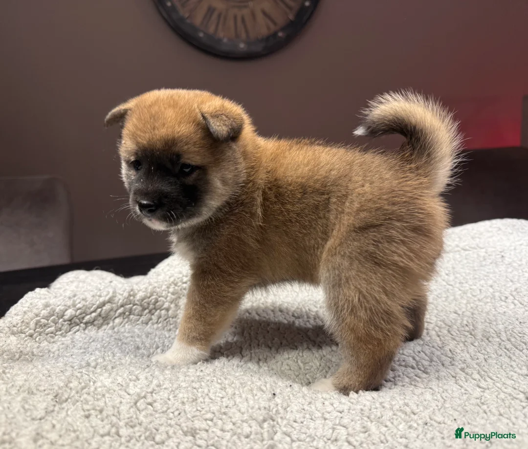 Shiba honden te koop: Shiba inu pups - Advertentie 3