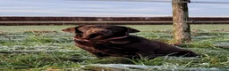 Labrador Retriever honden te koop: 🐾 Labradorpups verwacht in oktober! 🐾 - Advertentie 3