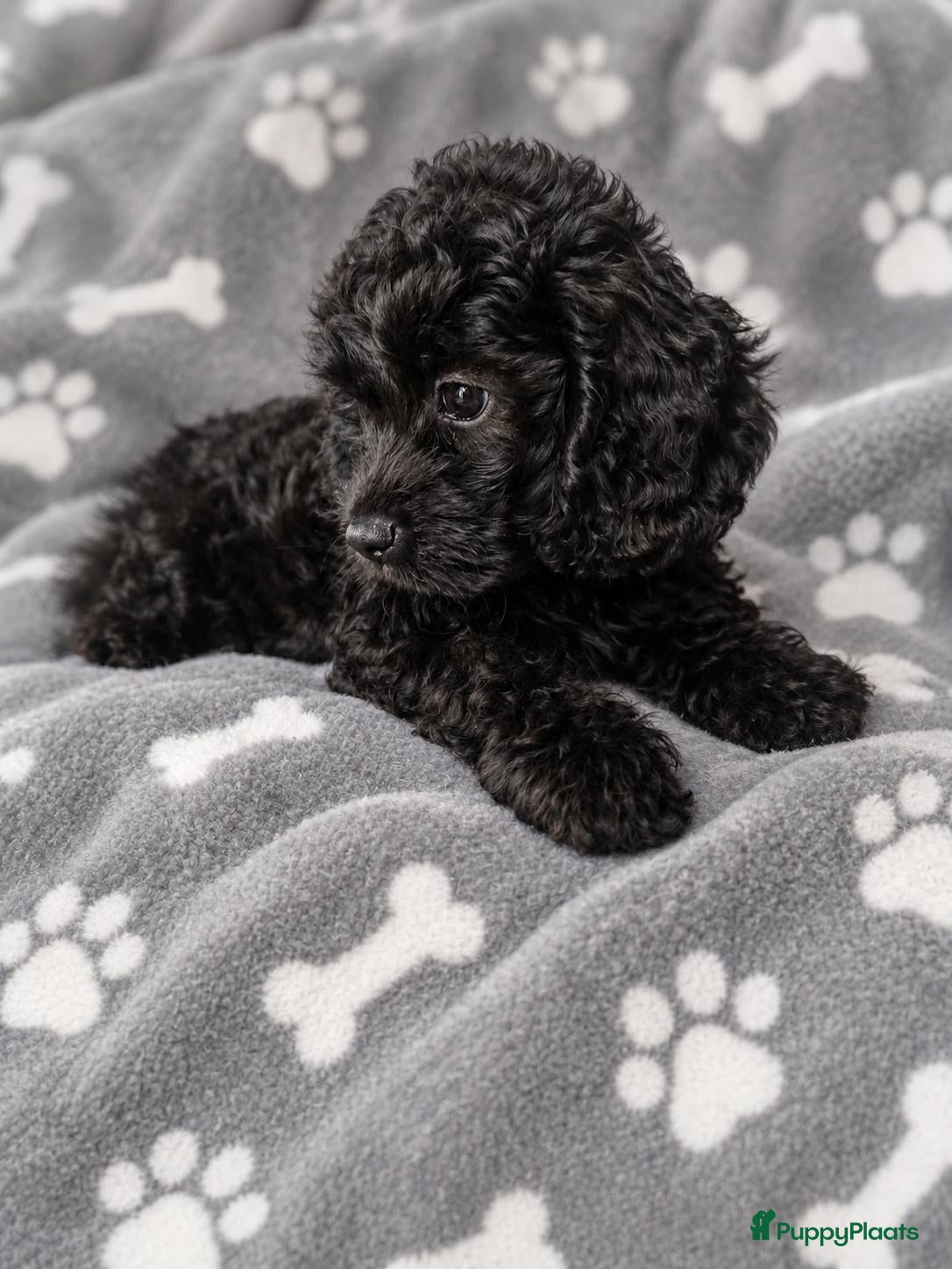 Cockapoo honden F1 mini cockapoo pups, mogen het nest verlaten  - Advertentie 1