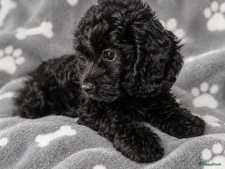 Cockapoo honden F1 mini cockapoo pups, mogen het nest verlaten - Advertentie 3