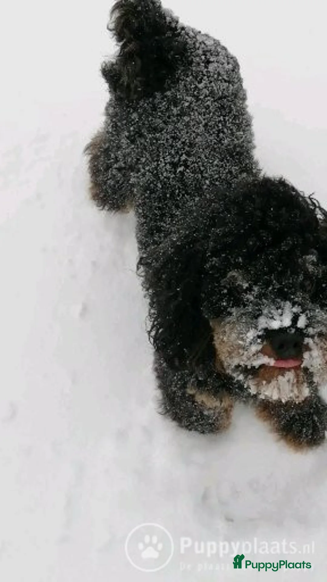 Poedel honden ter dekking: Dekreu Black and tan  dwerg poedel in Zwartemeer - Advertentie 10