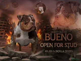 Amerikaanse Bully honden ter dekking: American Bully Stabdaard dekreu - Advertentie 2