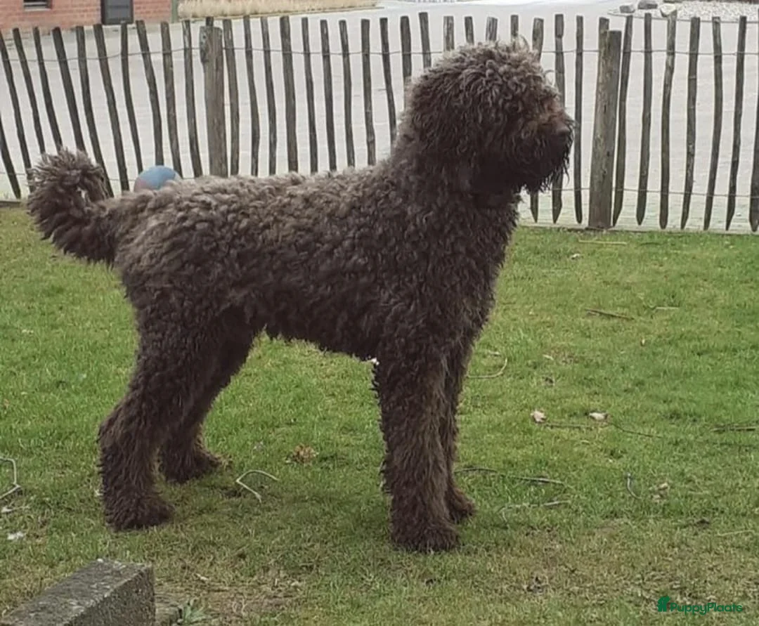 Kruising honden te koop: Labradoodle x Bloedhond / Zwitserse Senner pups - Advertentie 3