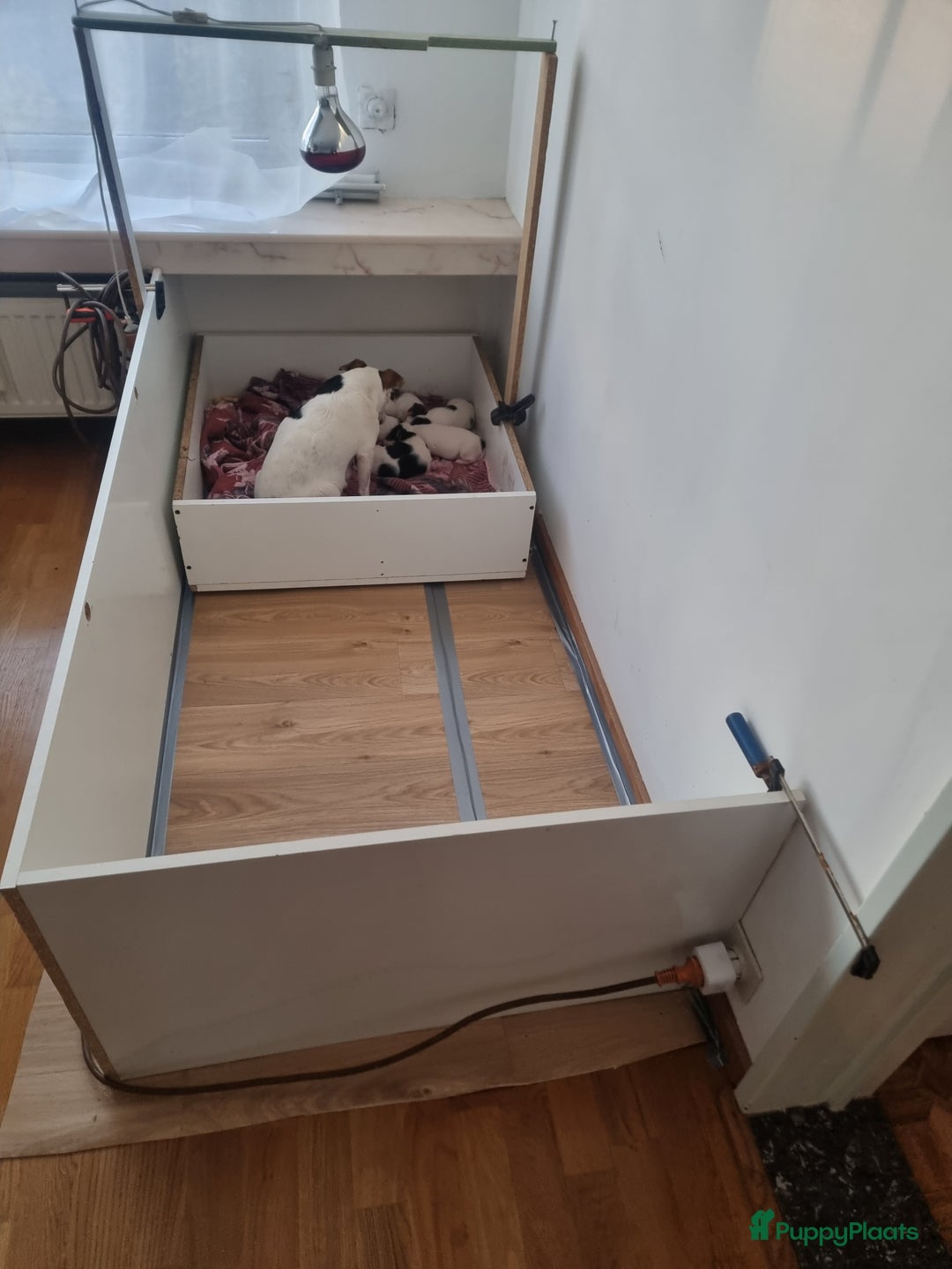 Jack Russel Terriër honden te koop: Jack Russel trailer  - Advertentie 4