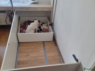 Jack Russel Terriër honden Jack Russel trailer - Advertentie 4