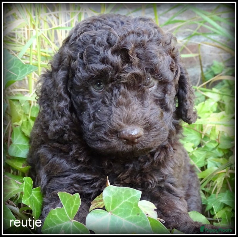 Labradoodle honden Labradoodle mini +/- 40 cm chocolade bruin - Advertentie 1