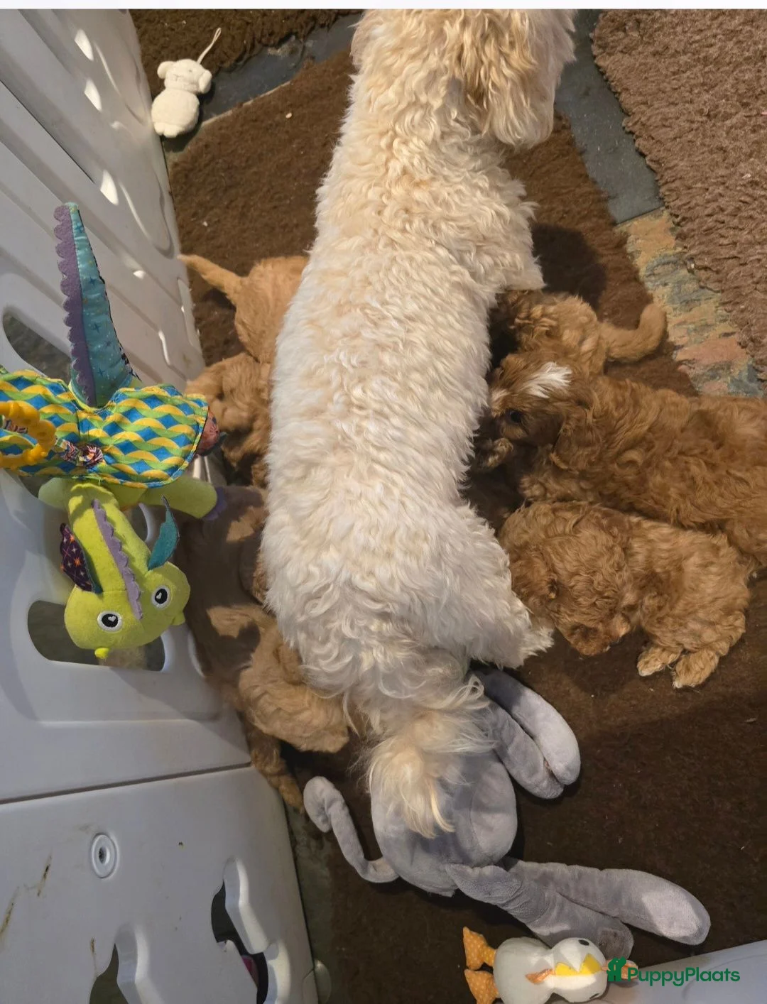 Maltipoo honden te koop: Mooie Maltipoo Pups puppies ( toy poedel ) - Advertentie 2