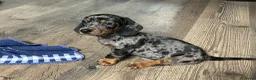 Teckel (korthaar)  honden te koop: Nog drie teckel reutjes  - Advertentie 4