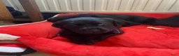 Labrador Retriever honden te koop: Zwarte labrador pups - Advertentie 4
