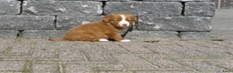 Nova Scotia Duck Tolling Retriever honden te koop: Nova Scotia Duck Tolling Retriever pups # Toller - Advertentie 18