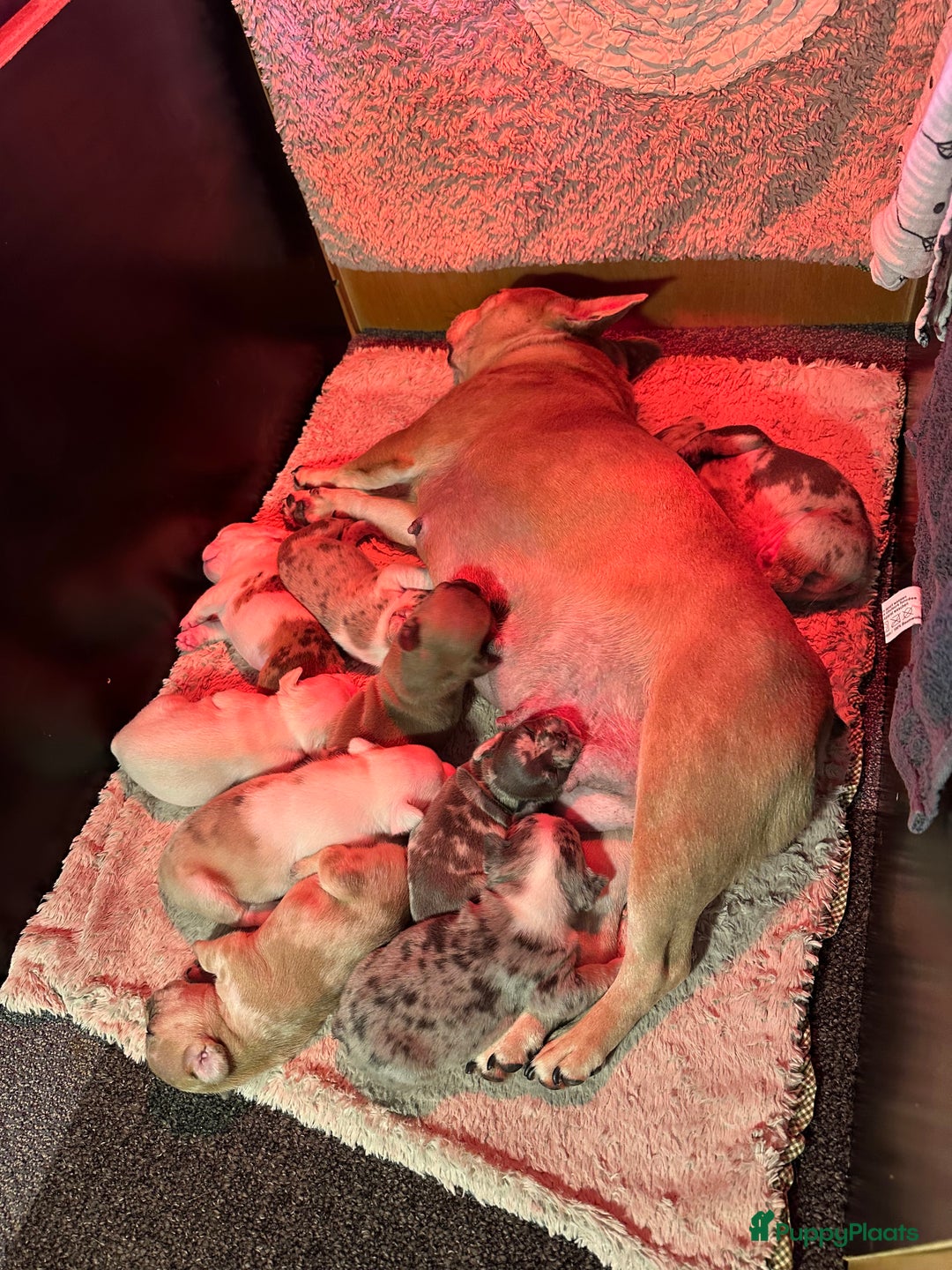 Franse Bulldog honden te koop: Franse Bulldog pups - Advertentie 1