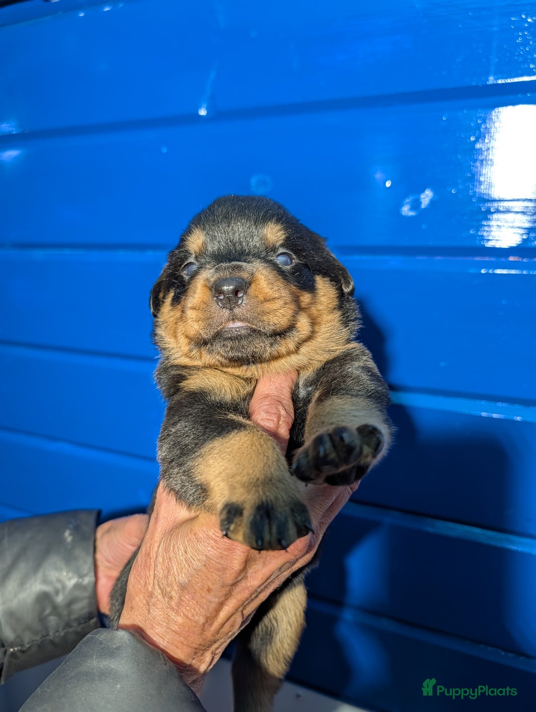 Rottweiler honden te koop: Zeer mooie rottweiler pups   - Advertentie 35