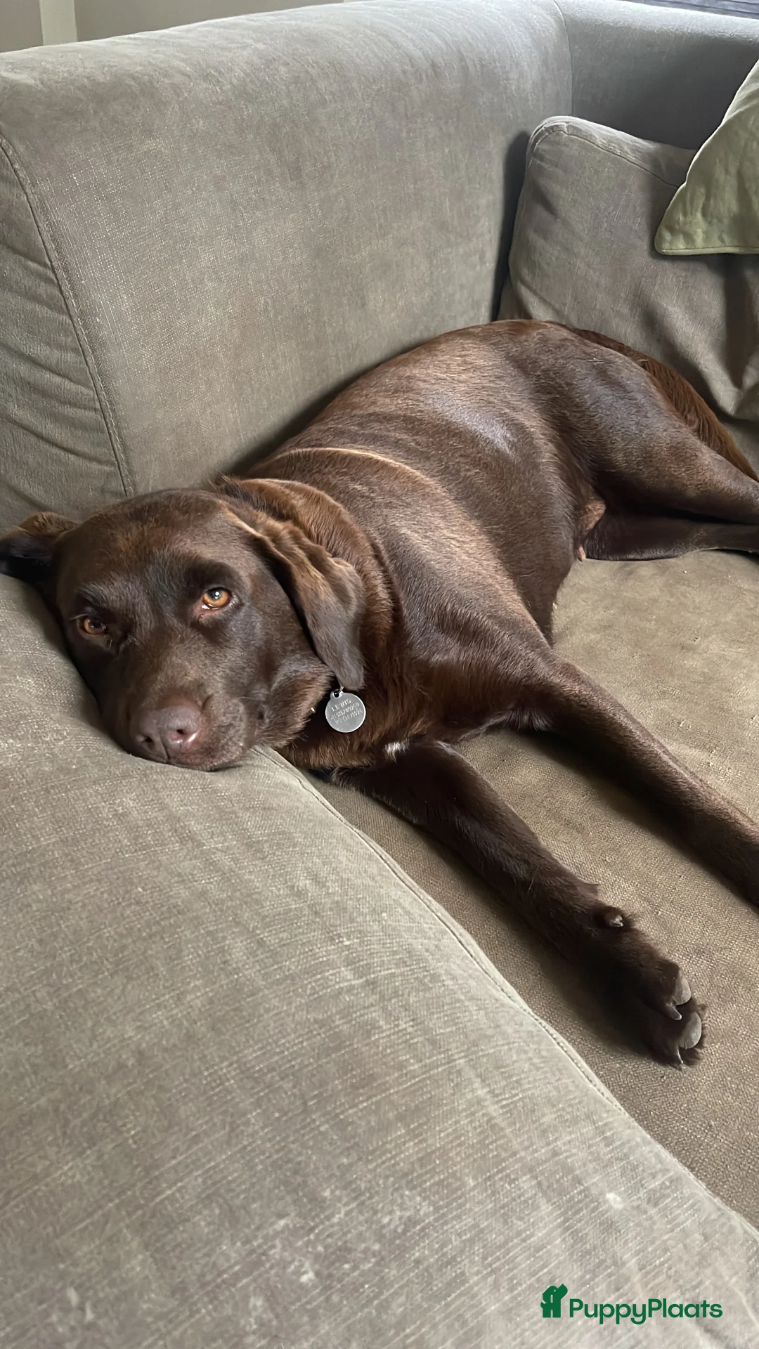 Kruising honden te koop: Nestje labradors kruising binnenkort verwacht - Advertentie 4