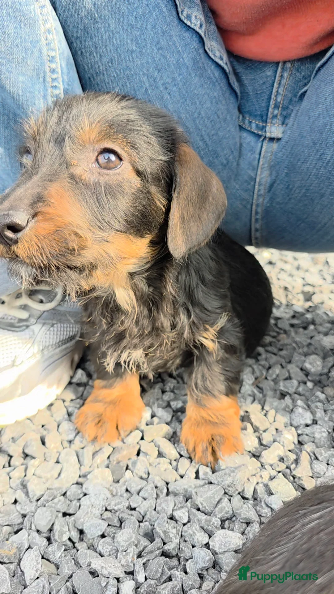 Teckel (langhaar) honden te koop: Ruwharige mini teckels ( Antwerpen) - Advertentie 2