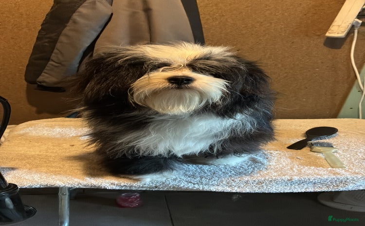 Tibetaanse Terriër honden - Advertentie 8