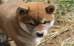Shiba honden te koop: Shiba teefje met stamboom - Afbeelding 24