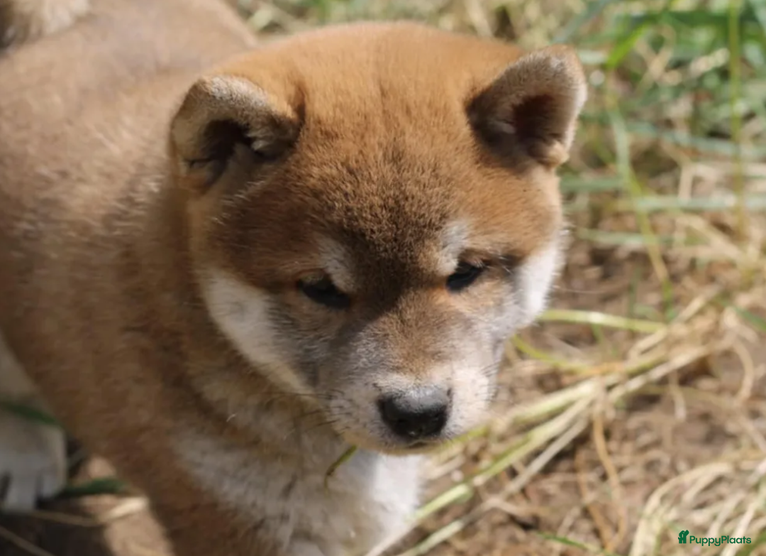 Shiba honden te koop: Shiba teefje met stamboom - Afbeelding 24