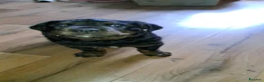 Kruising Puppy 1