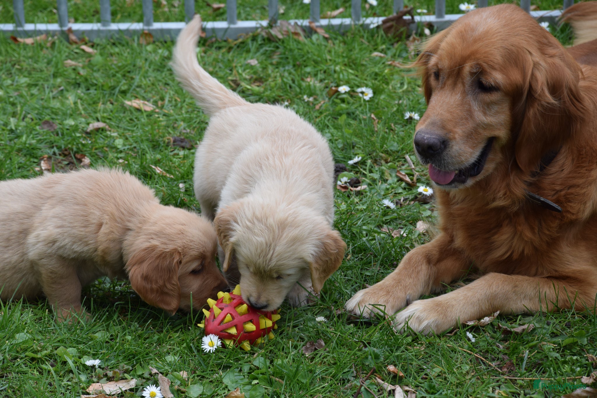 Golden Retriever honden Golden Retriever pups met stamboom - Advertentie 1