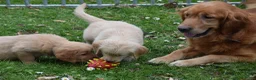 Golden Retriever honden te koop: Golden Retriever pups met stamboom - Advertentie 1