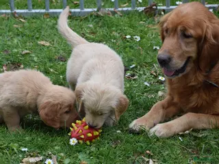 Golden Retriever honden Golden Retriever pups met stamboom - Advertentie 1