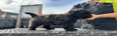 Bouvier des Flandres groen