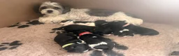 Kruising honden te koop: Schatjes van Boomerpups te koop - Advertentie 7