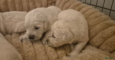 Golden Retriever honden - Advertentie 5