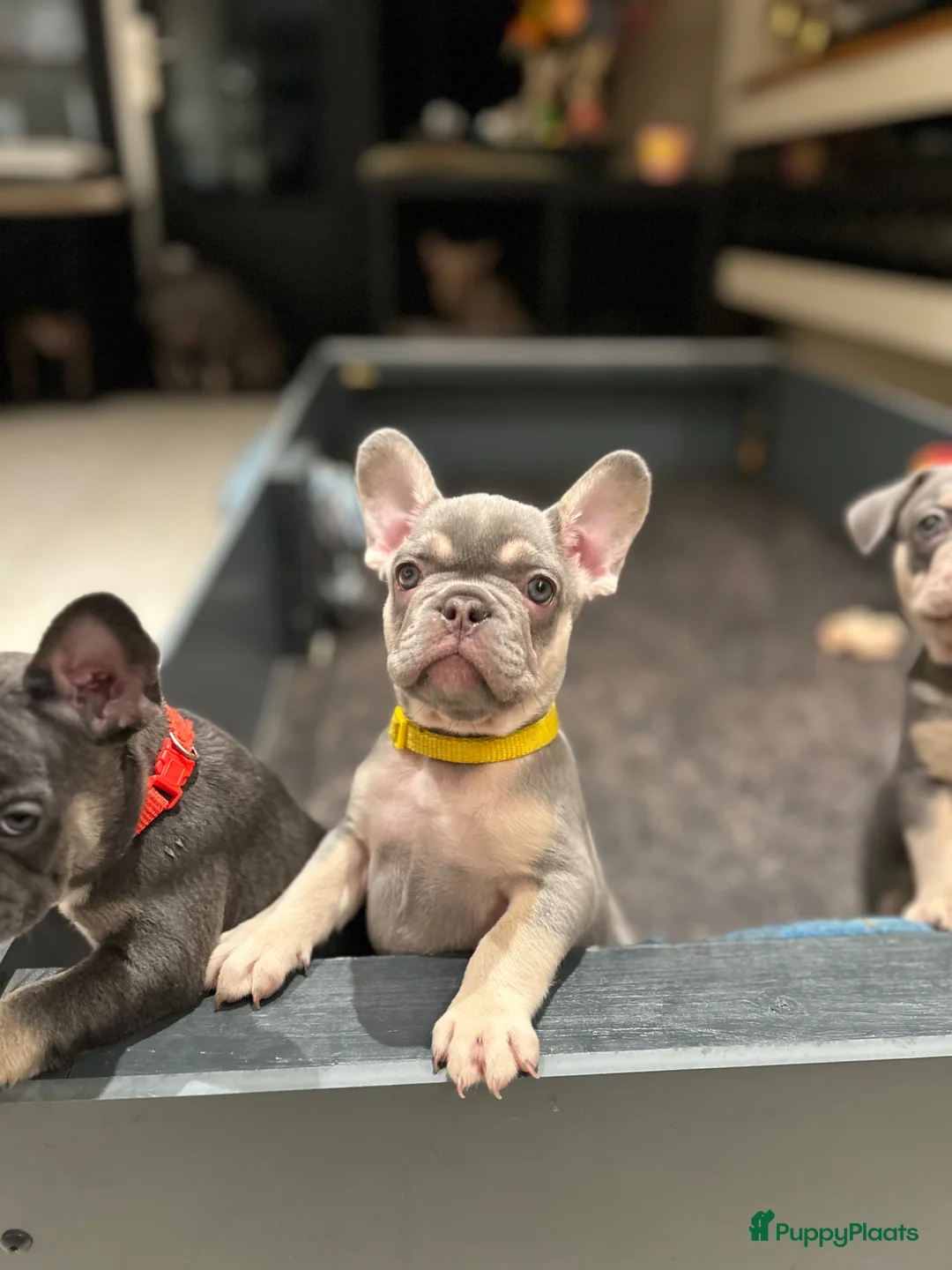 Franse Bulldog honden te koop: Franse bulldog pups lilac tan teefje - Advertentie 2