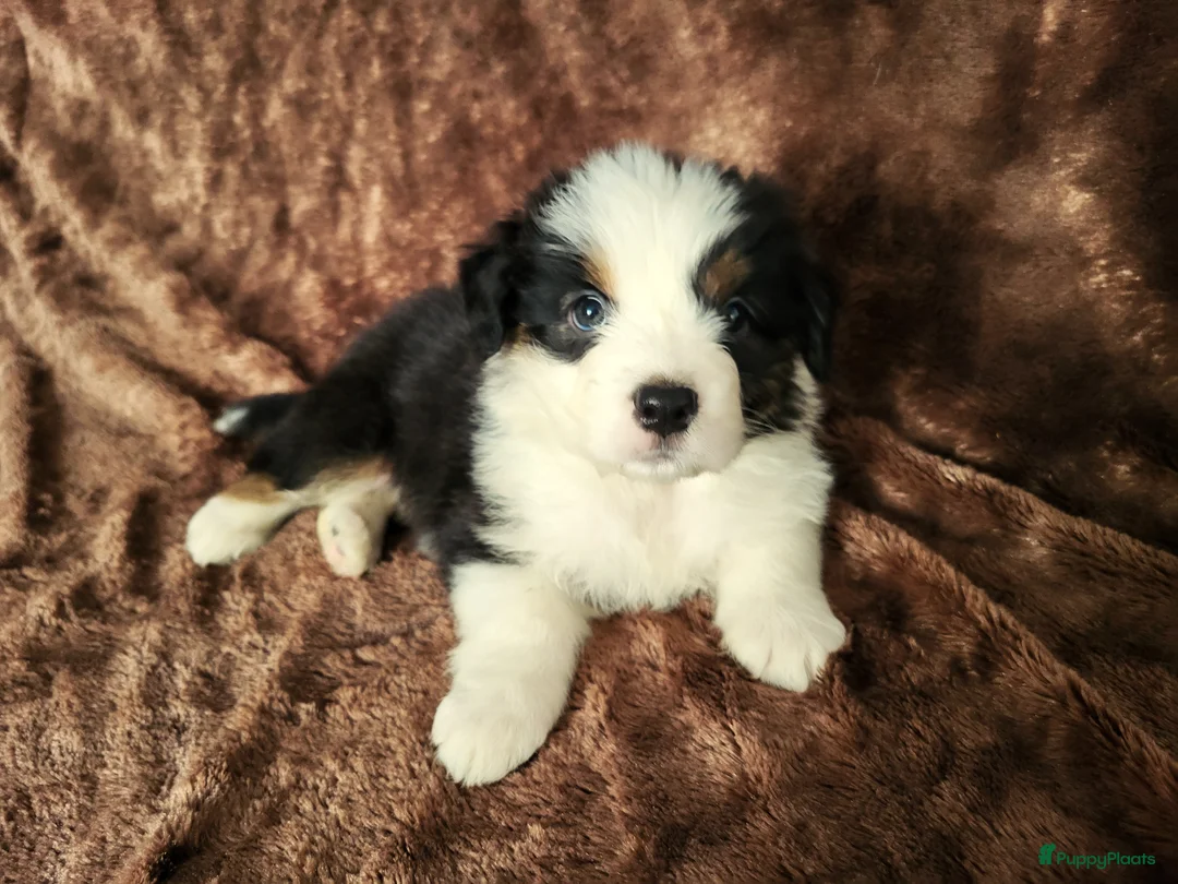 Australian Shepherd honden te koop: Australian Shepherd ouders FCI Stamboom - Advertentie 2
