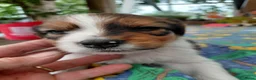 Kooikerhondje honden te koop: Kooikerpup te koop - Advertentie 2