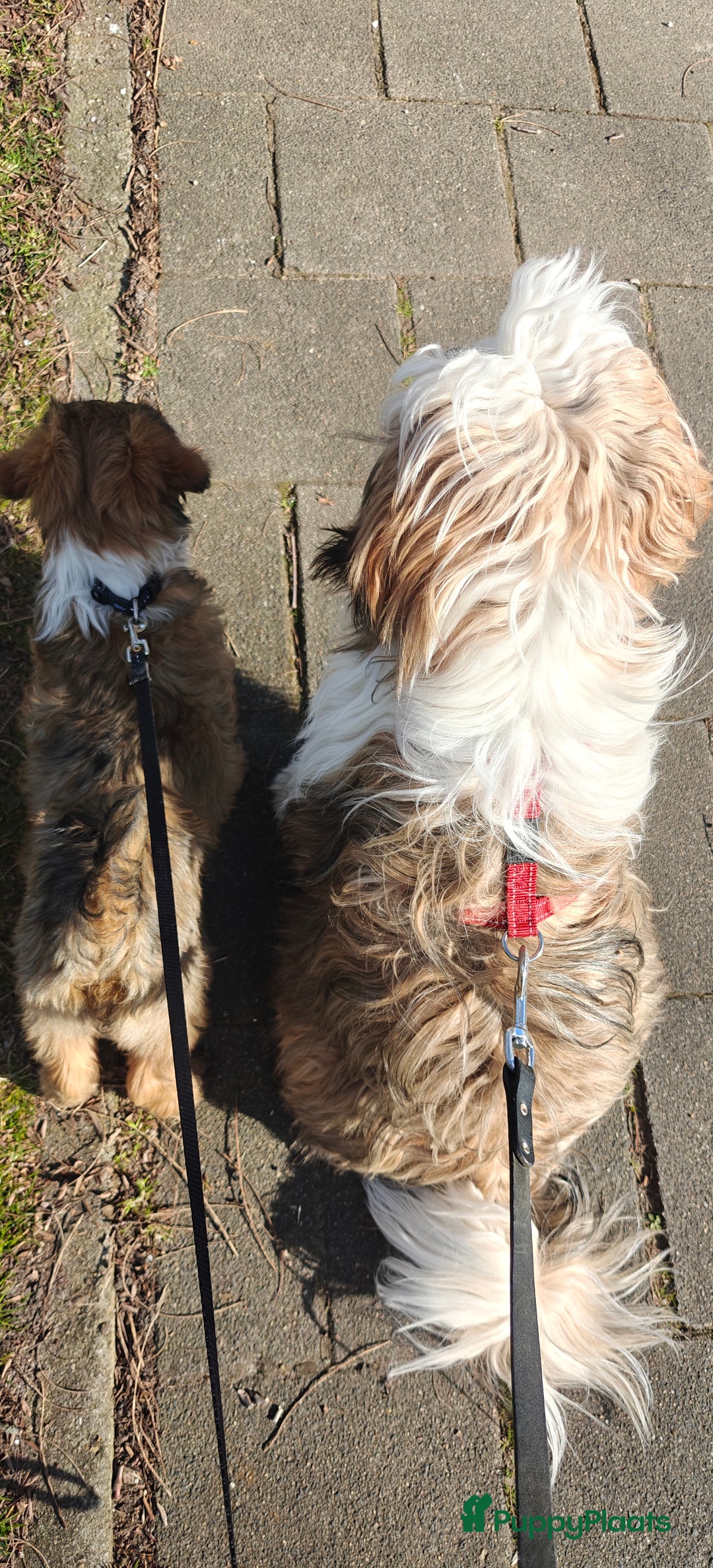 Tibetaanse Terriër honden te koop: Tibetaanse Terriërs  - Advertentie 15