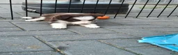 Border Collie honden te koop: Border collie pups - Advertentie 26