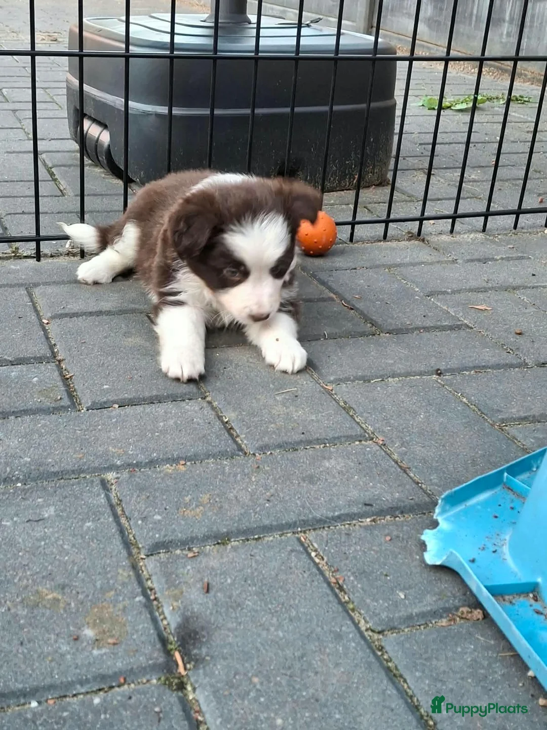 Border Collie honden te koop: Border collie pups - Advertentie 26