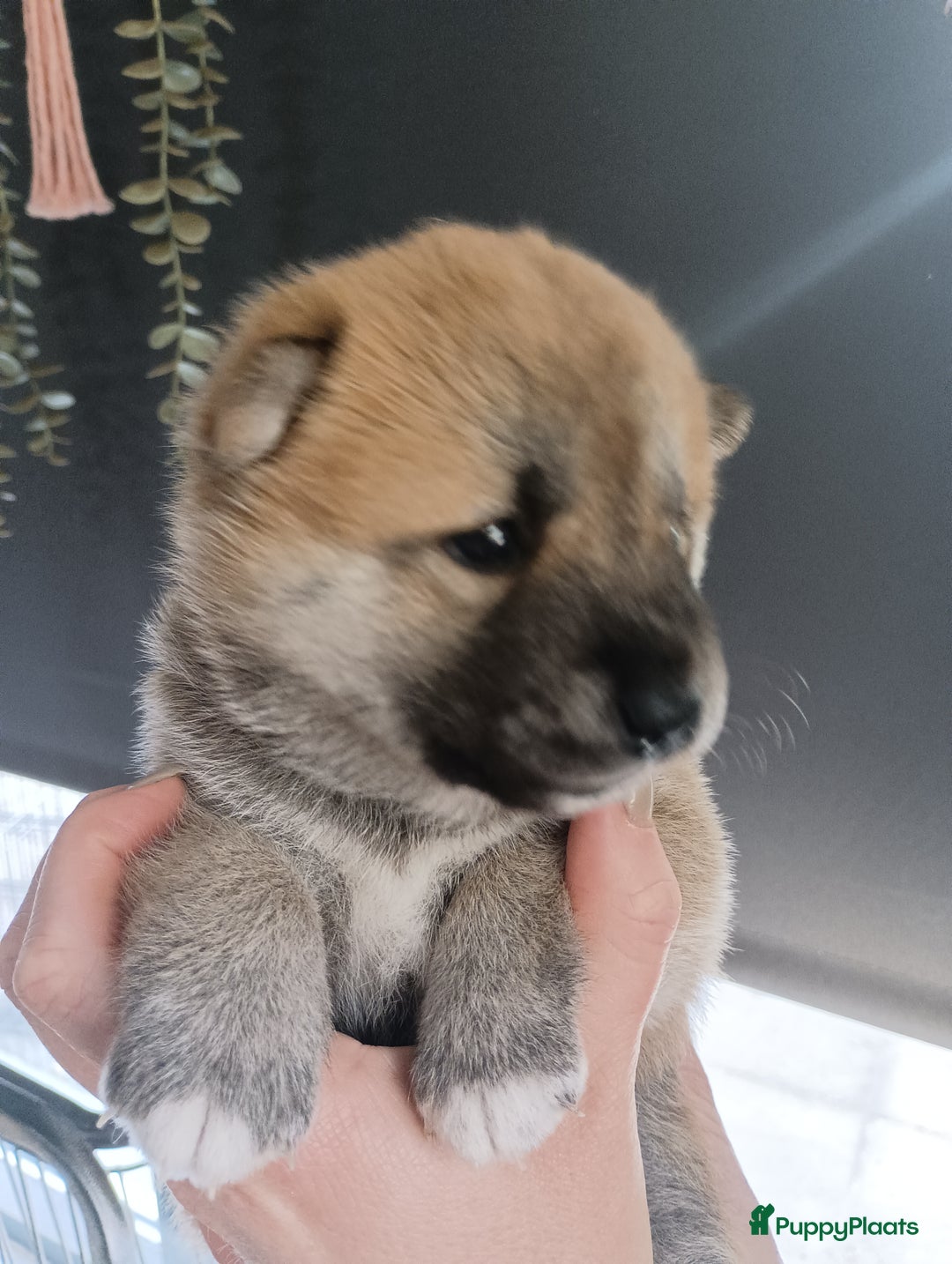 Shiba honden te koop: Shiba Inu pups beschikbaar  - Advertentie 2
