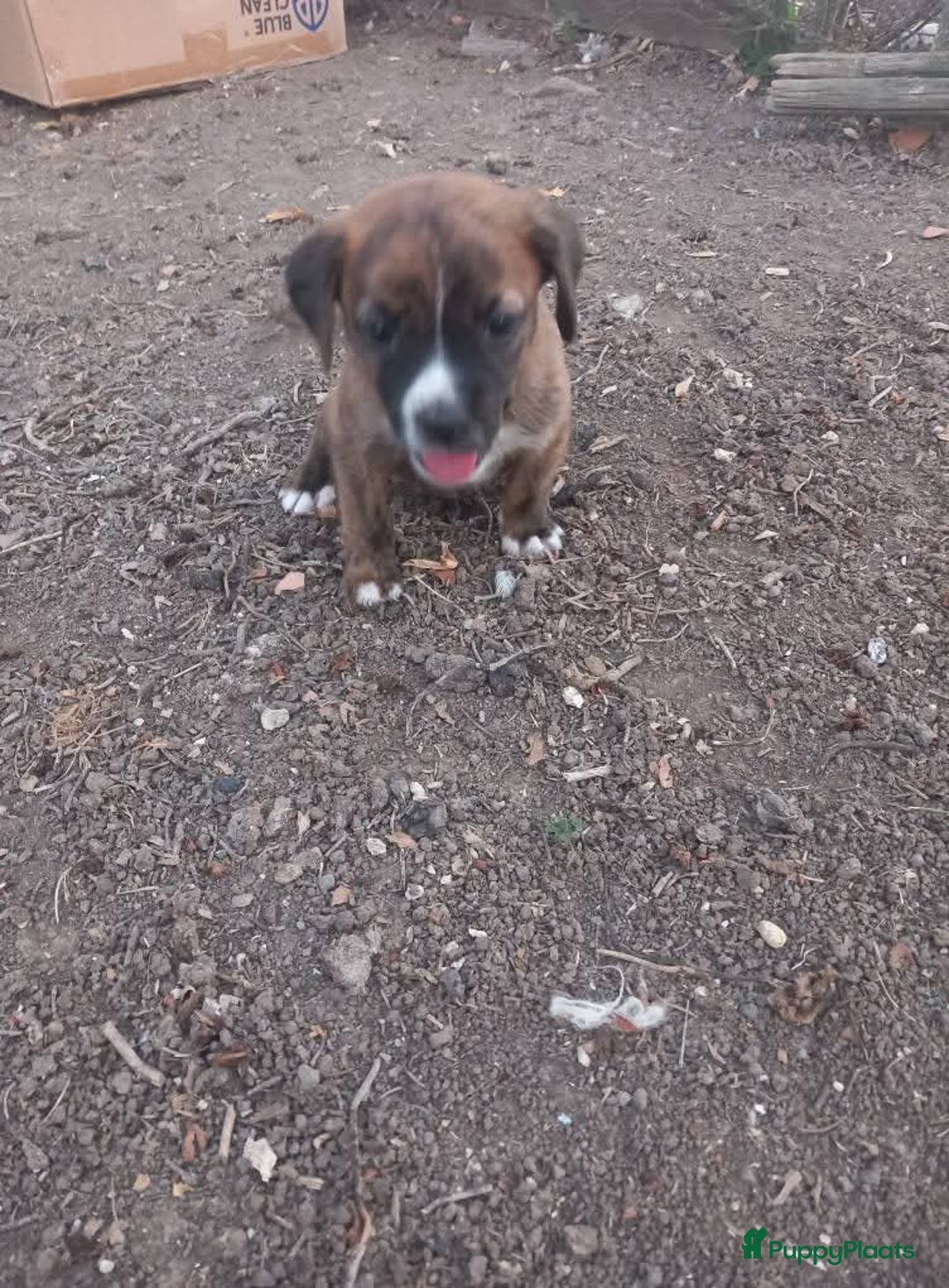 Kruising honden te koop: Lilly zoekt een baasje - Advertentie 8