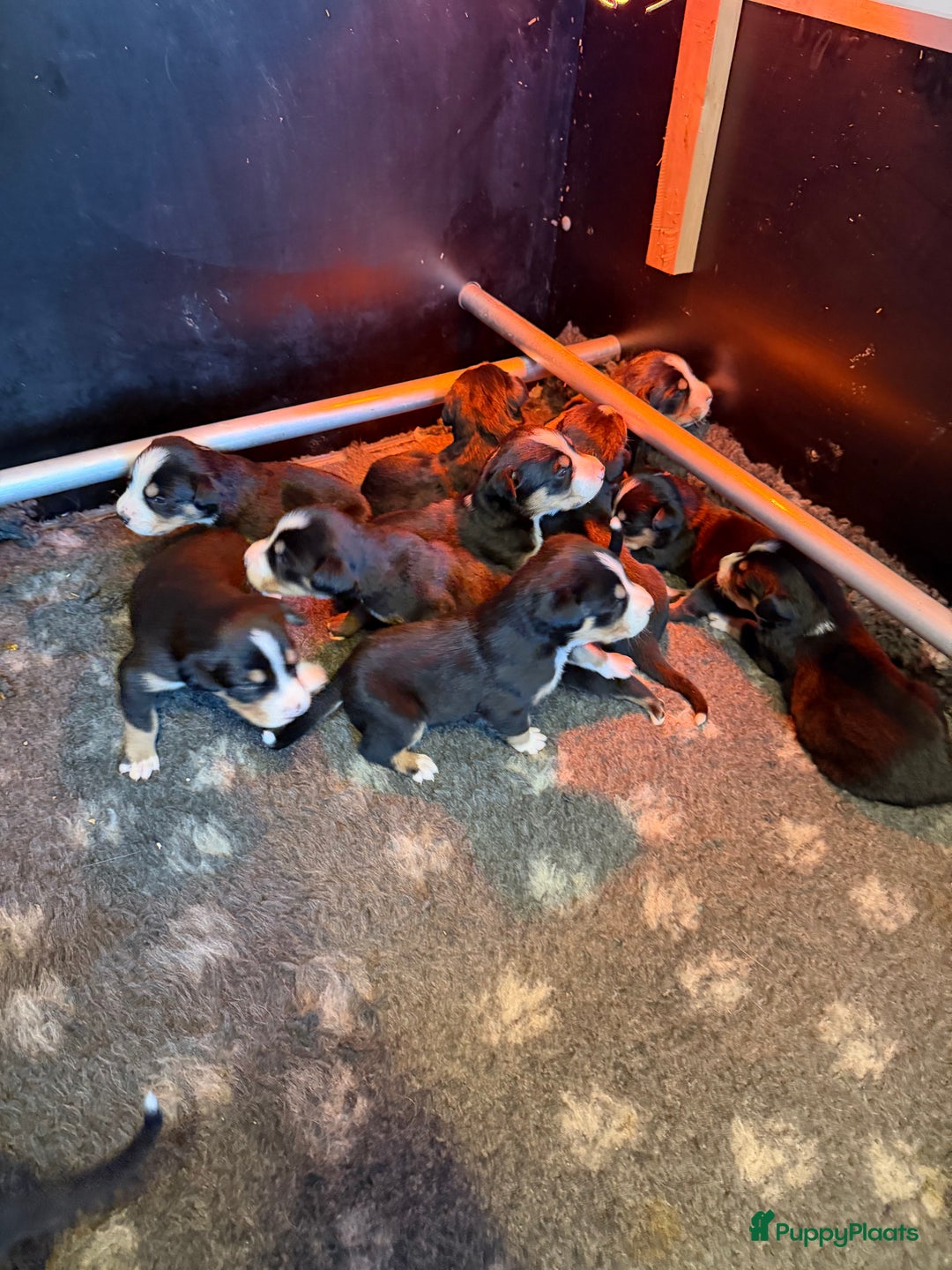 Grote Zwitserse Sennenhond honden te koop: Mooie Grote Zwitserse Sennen pups van onze Suus - Advertentie 8