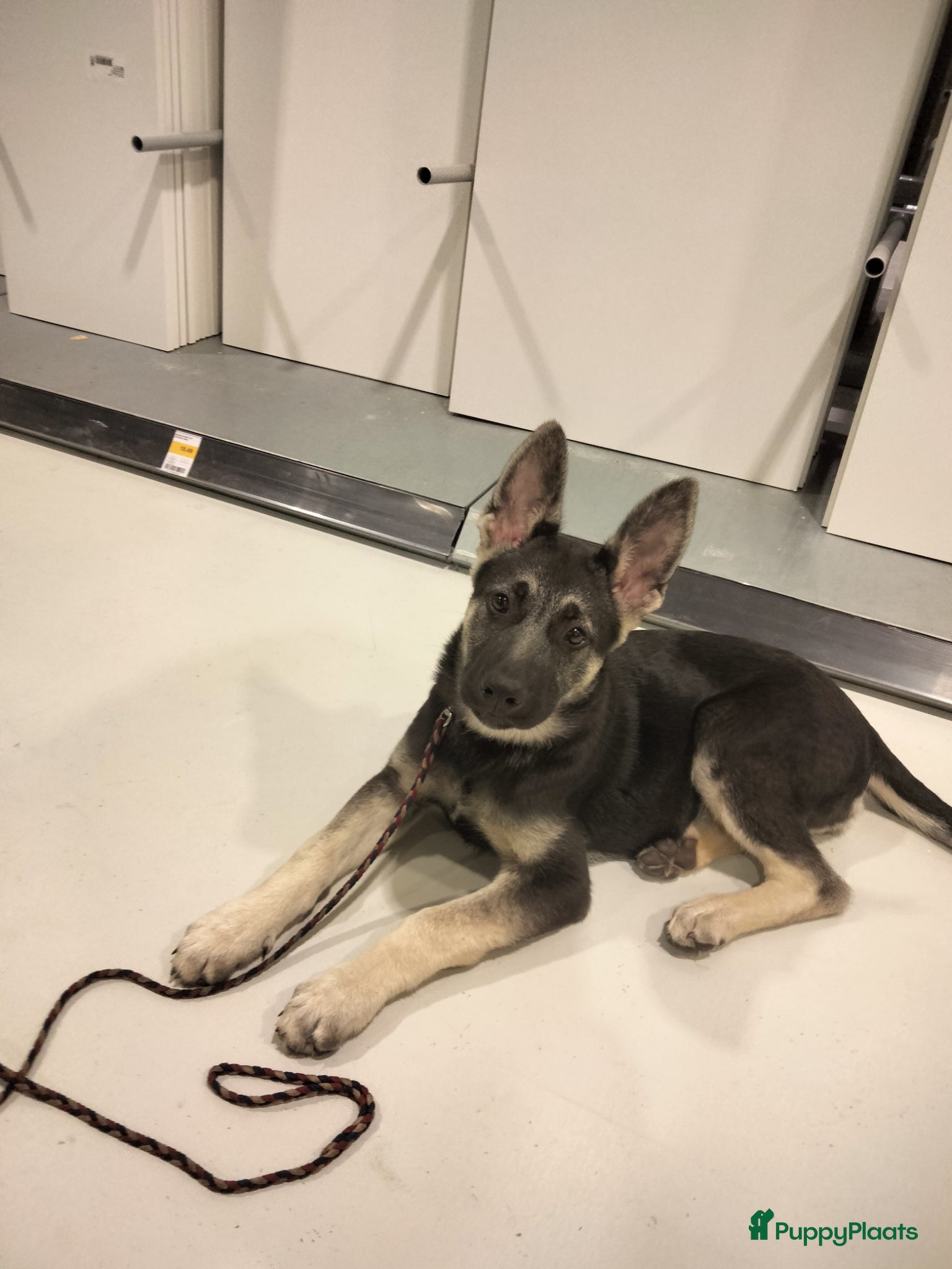 Duitse Herder honden Oost Europese herder pups (VEO) - Advertentie 1