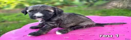 Tibetaanse Terriër honden te koop: Tibetaanse terriër pups met FCI stamboom - Advertentie 30